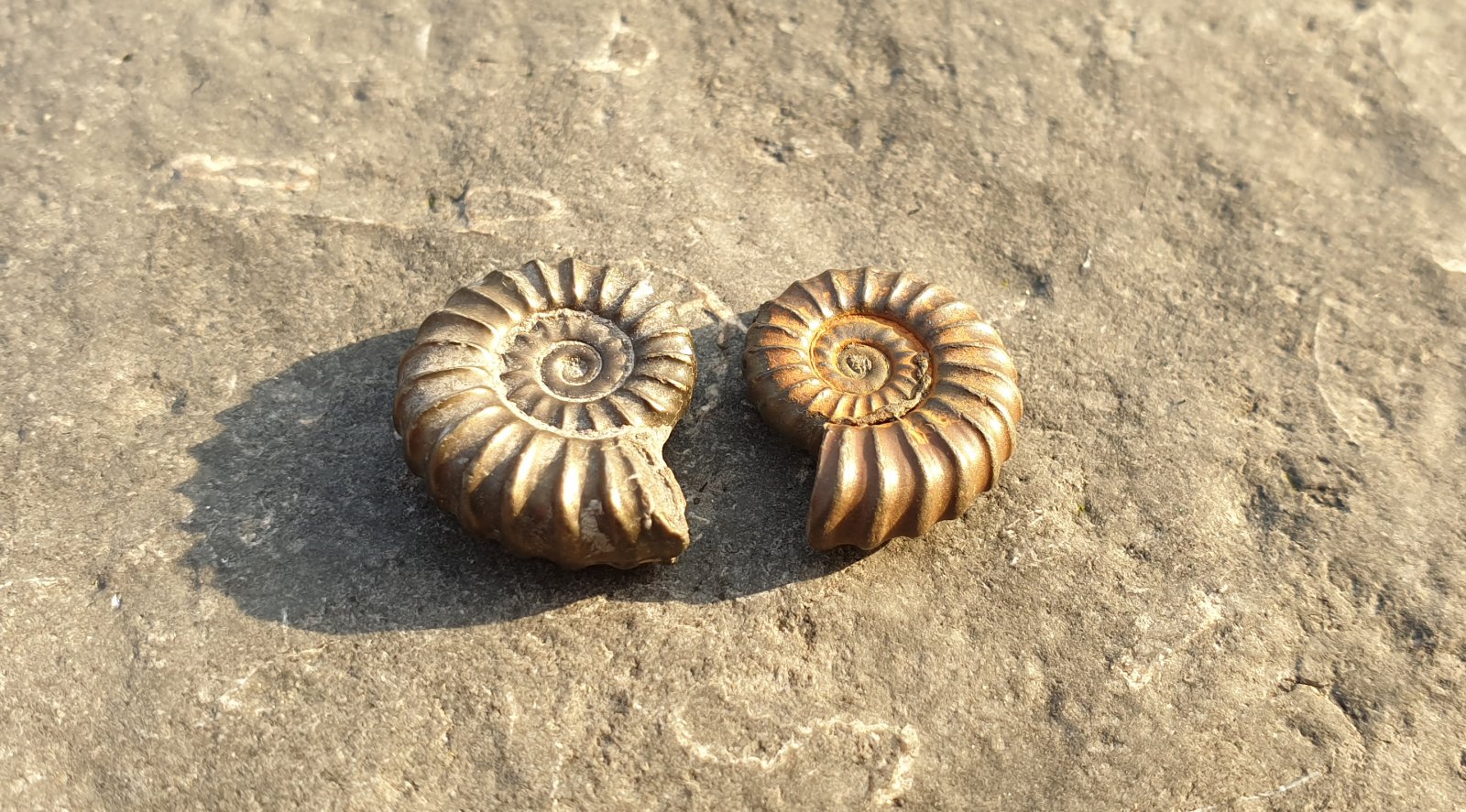 Fossils Love Lyme Regis Fossils Love Lyme Regis