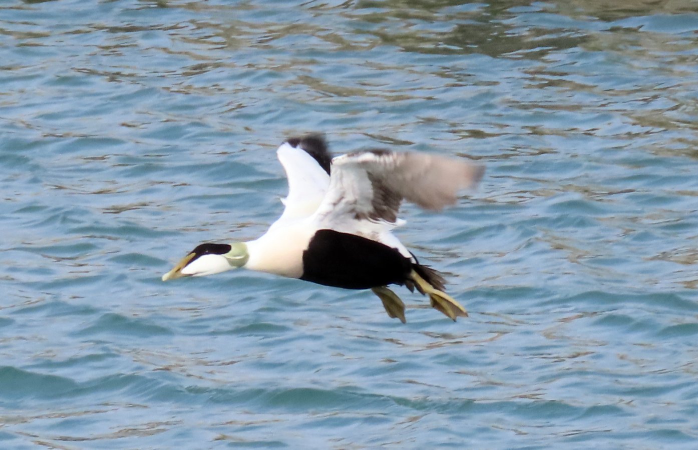Eider duck in flight in Lyme Regis harbour