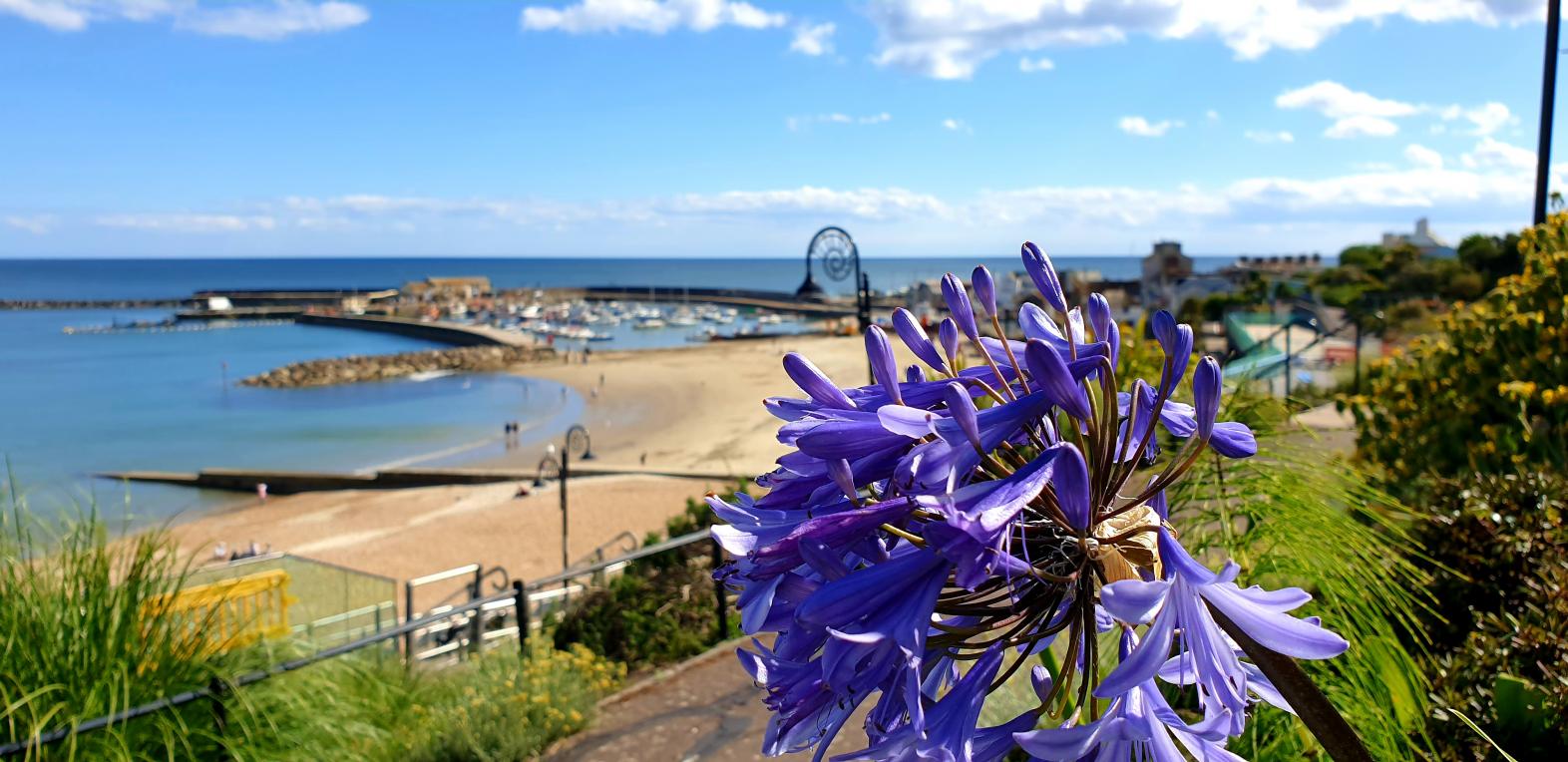 Agapanthus and view of sandy beach