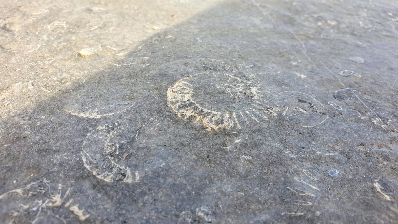 Close up of the ammonite pavement, Lyme Regis