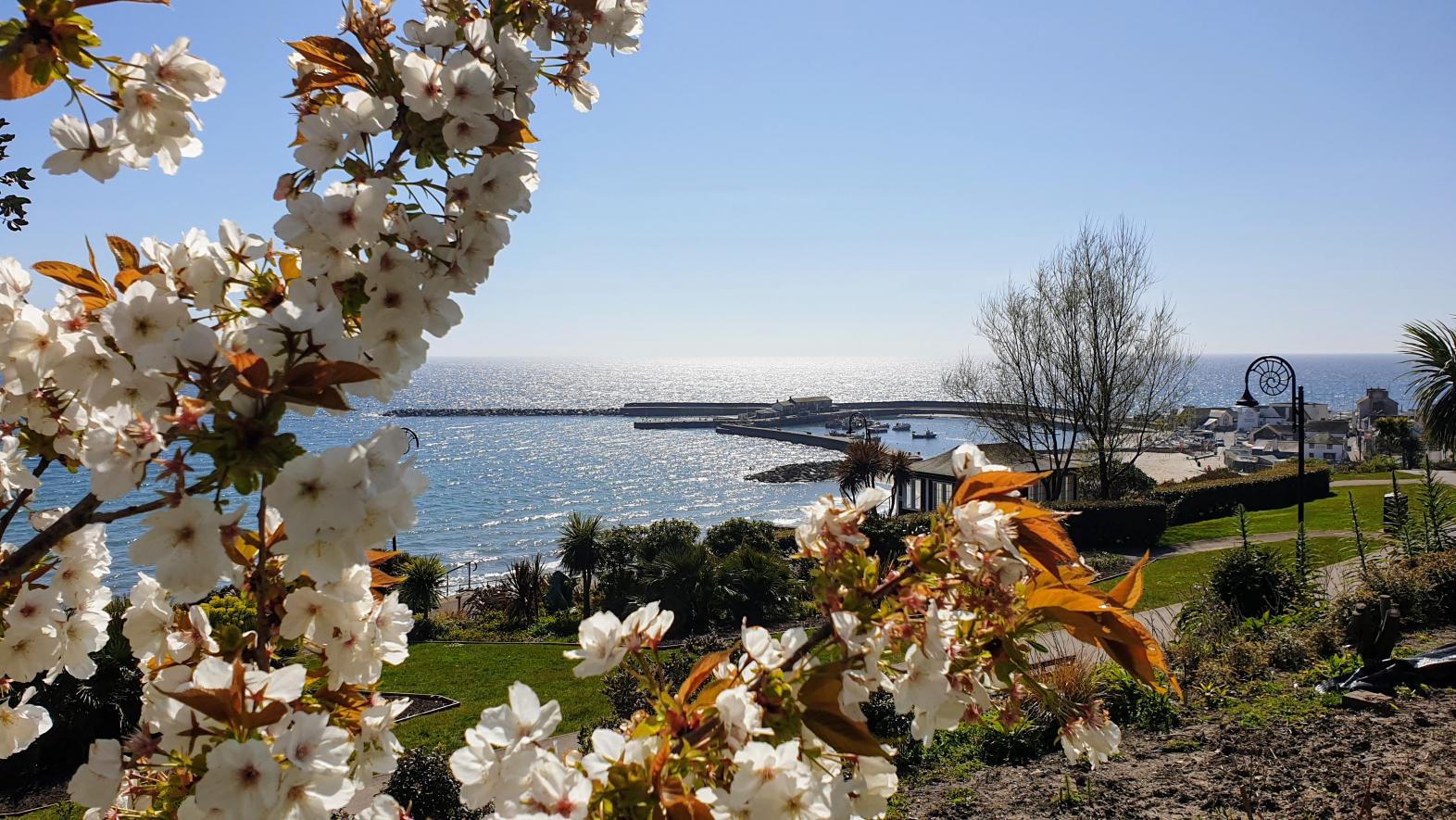 Cherry blossom in Langmoor gardens, Lyme Regis with view towards the Cobb