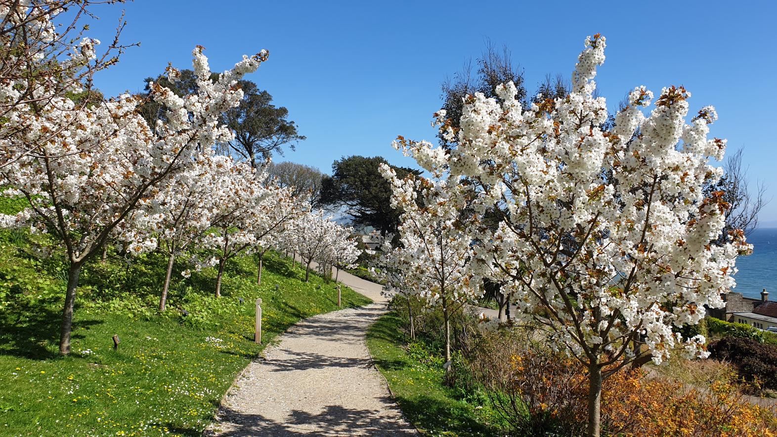 Cherry blossom in Langmoor gardens, Lyme Regis