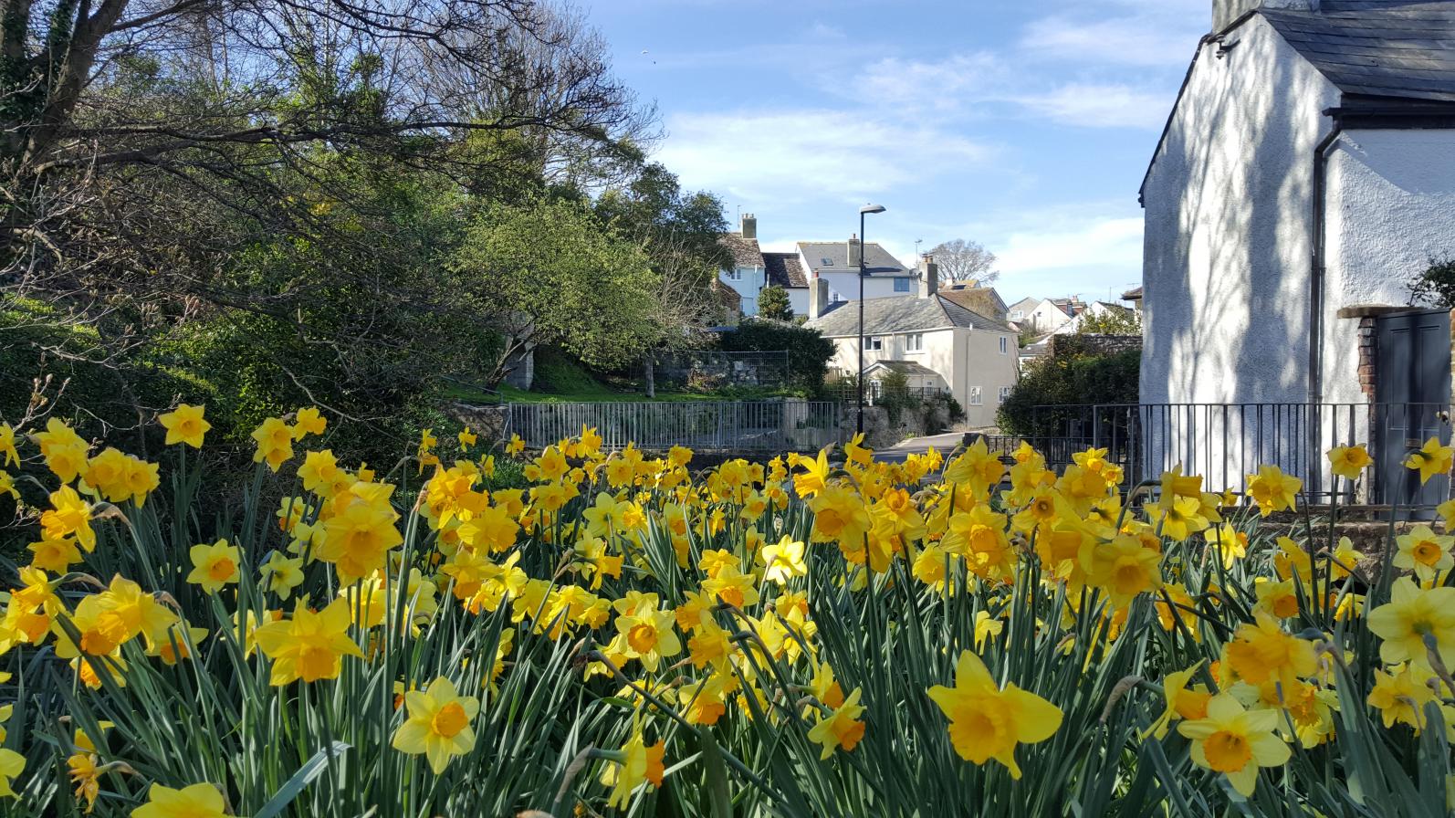 Daffodils along the River Lym path