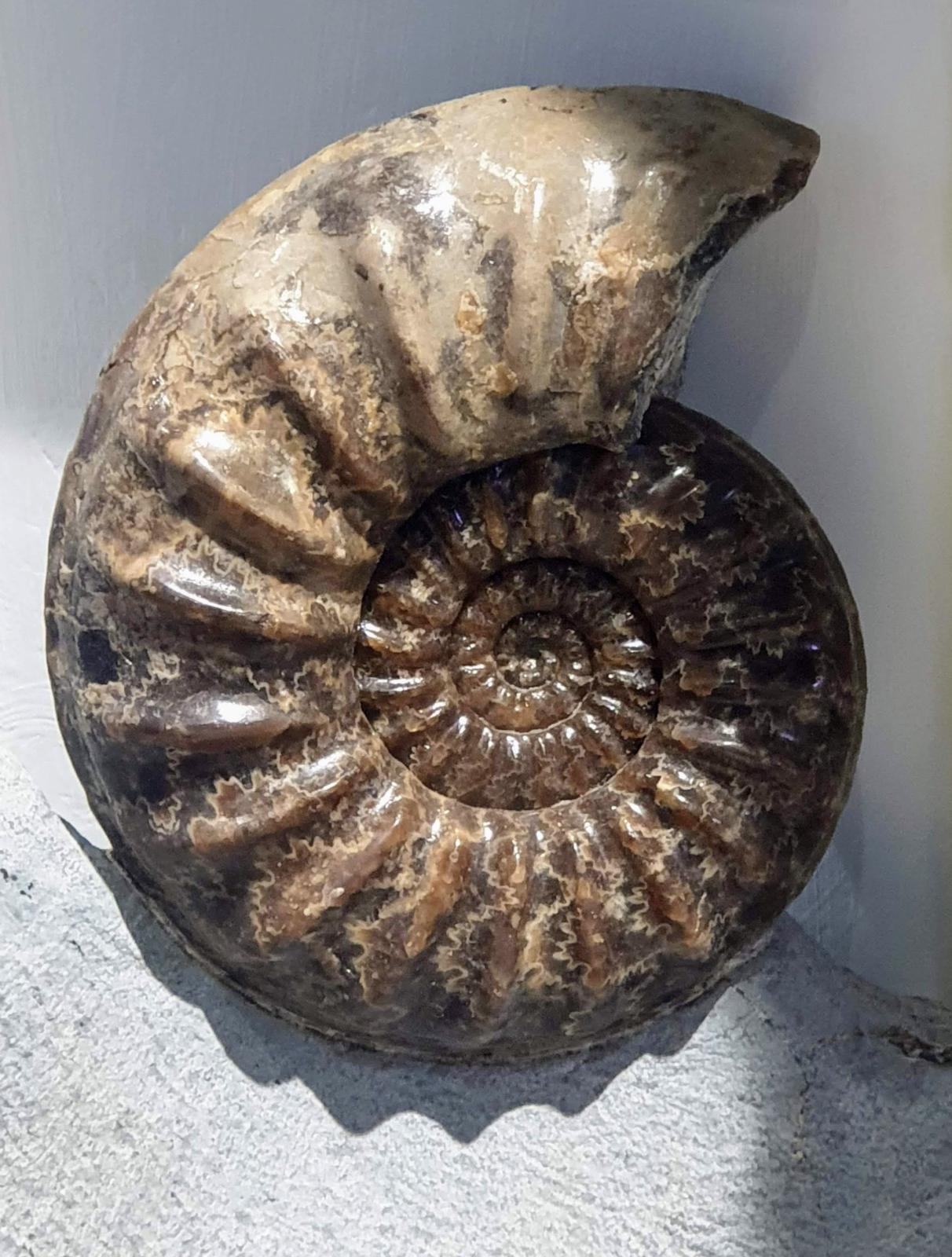 Fossil Hunting - Love Lyme Regis