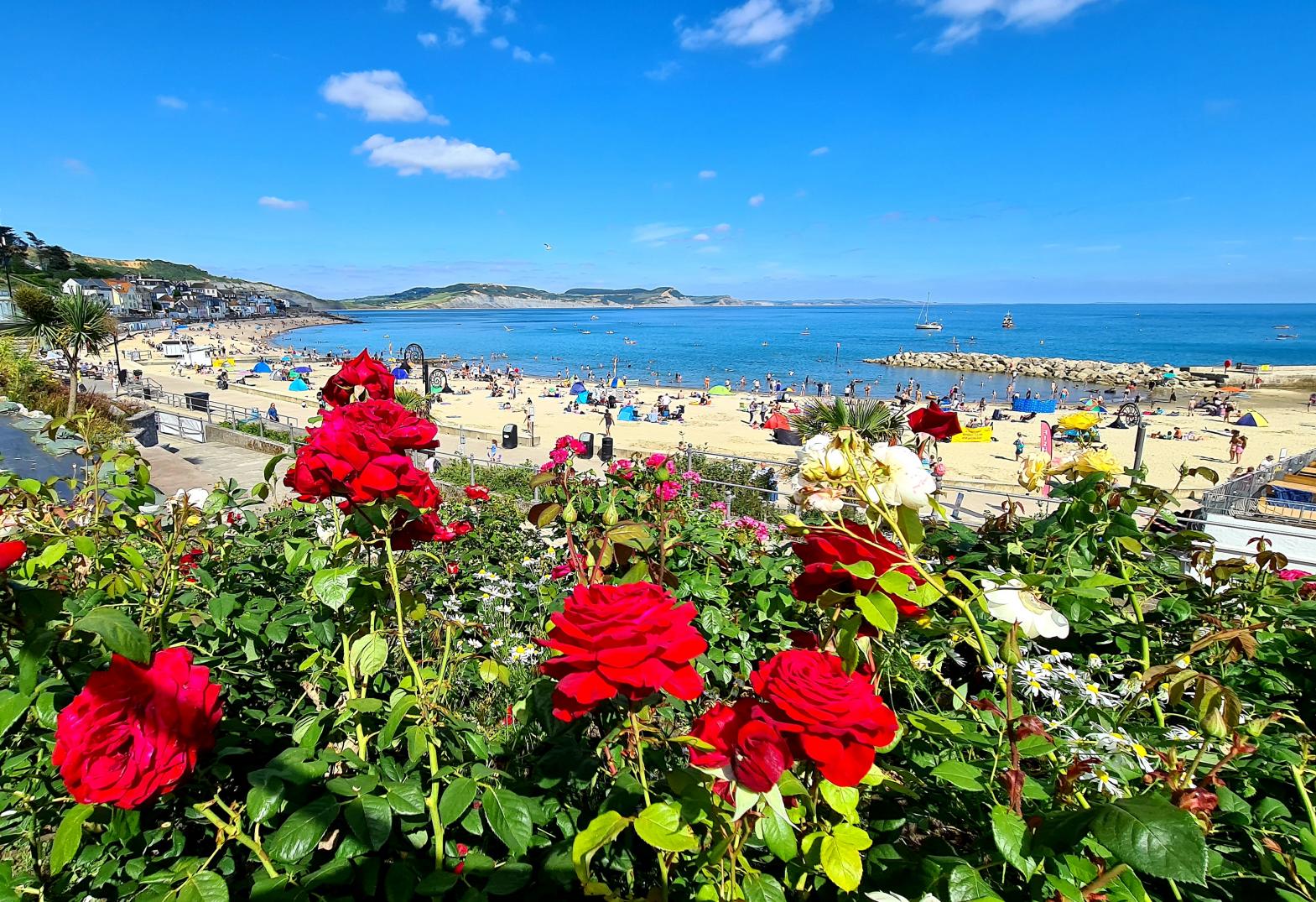 A blooming view - red roses and the stunning Jurassic coastline