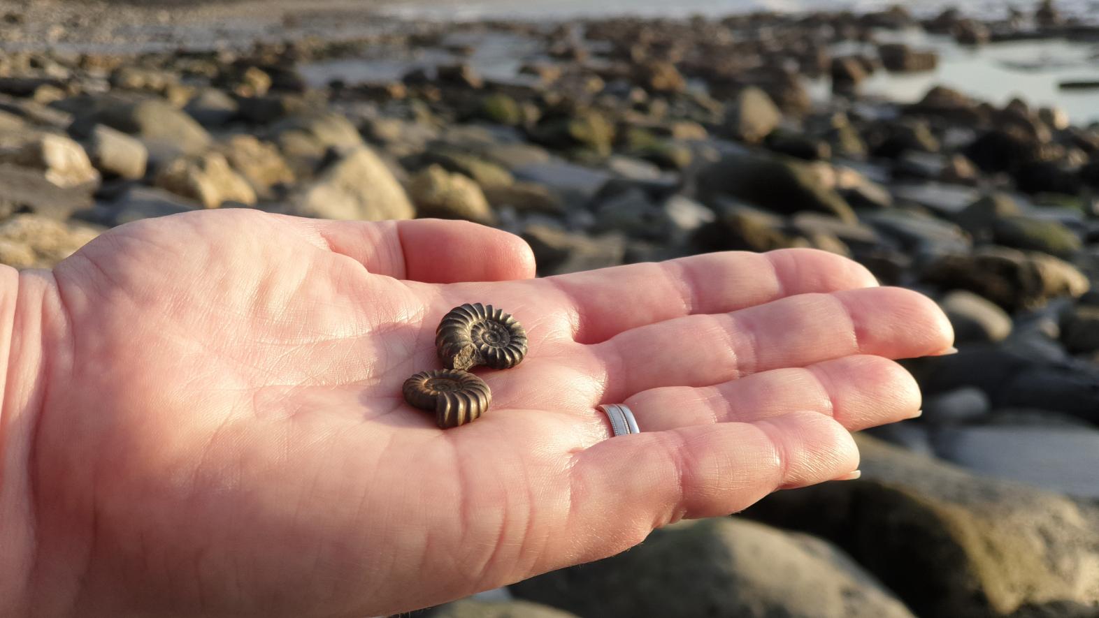 Fossil Hunting - Love Lyme Regis