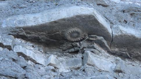 Ammonite in cliff face East Cliff Beach