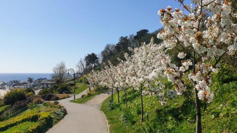 Cherry blossom in Langmoor gardens