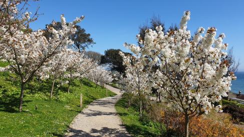 Cherry blossom in Langmoor gardens