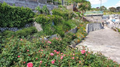 Roses in Jane Austen Garden