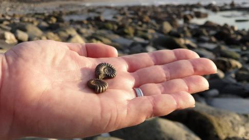 Small ammonites in hand