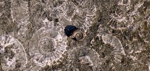Ammonite in rock Monmouth beach