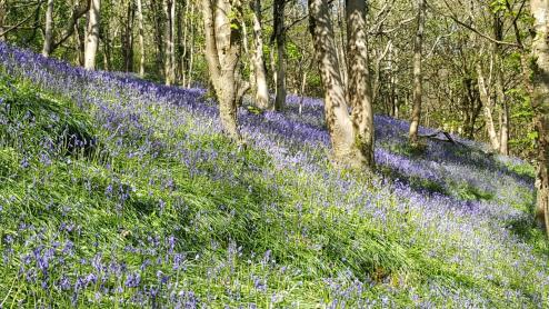 Bluebells at the Spittles