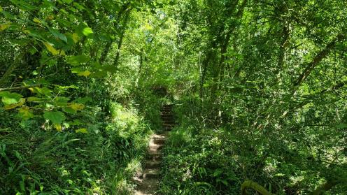 Undercliff walk predominately through woodland